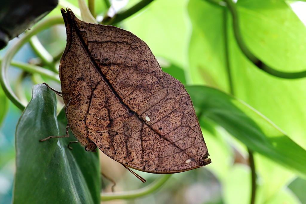 vlinder vlinders hdr insect insecten nederland uitheems Lepidoptera rups rupsen vlindertuin natuur